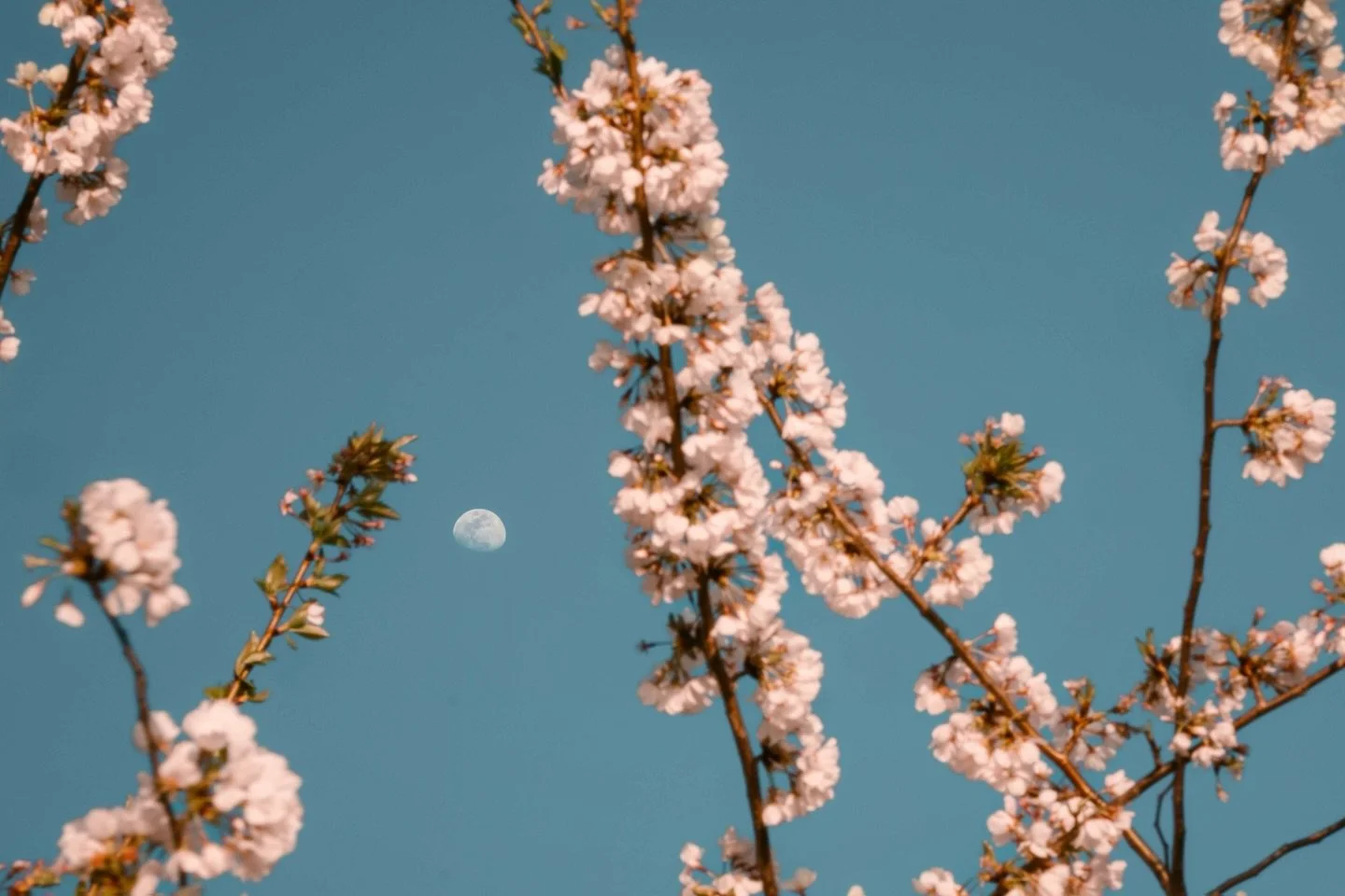 They&rsquo;re on their way to the moon, and I almost missed this. 🌑🫠 #lookup 
.
.
.
.
.
.
.
.
.
.
.#igdc #cherryblossomfestival #cherryblossomdc #dccreatives