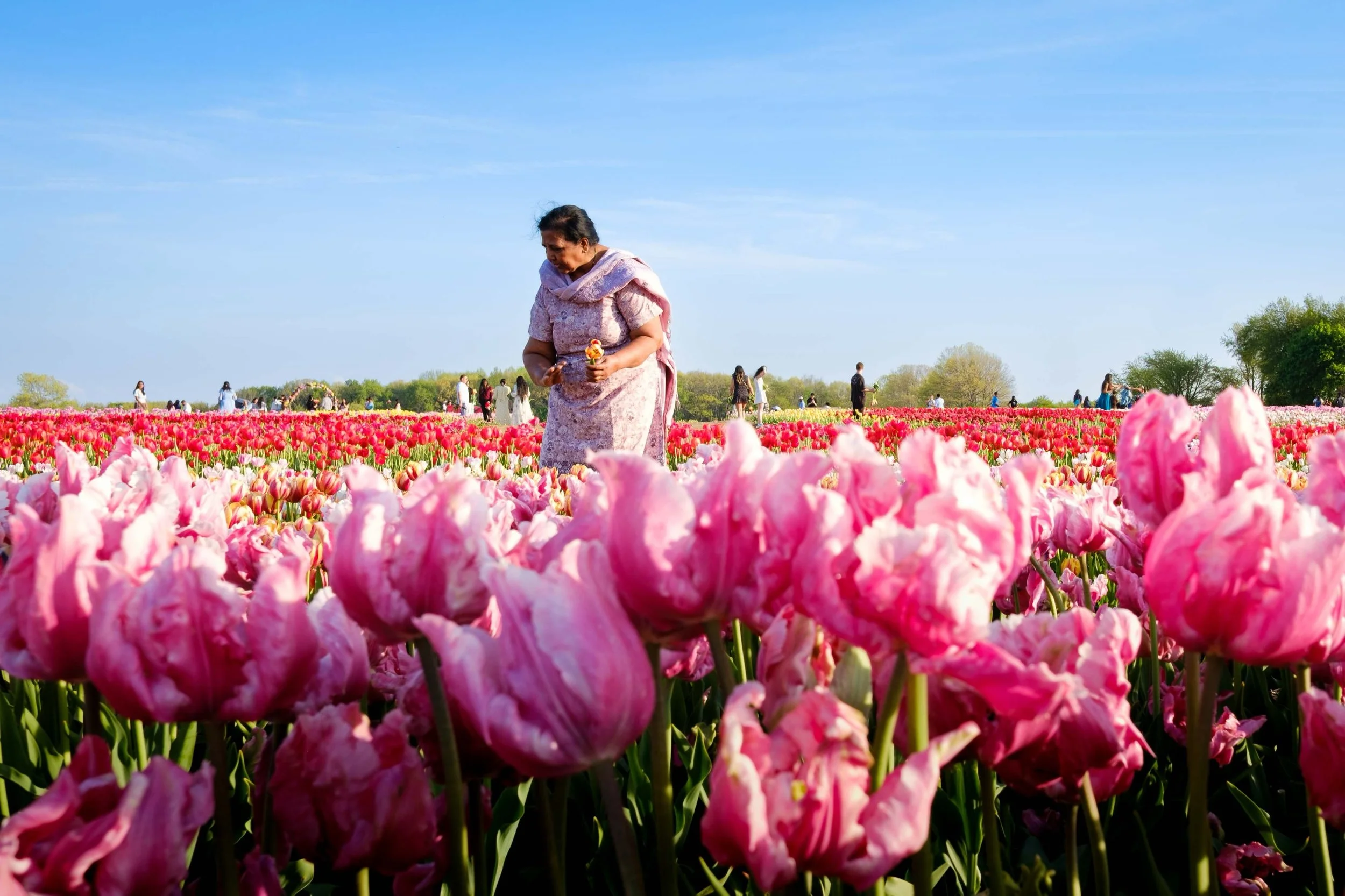 Hashtag tulip season 🌷
.
.
.
.
.
.
.
.
.
.
#springtime #tulipseason #flowerstagram #travelphotography #unexp_peace