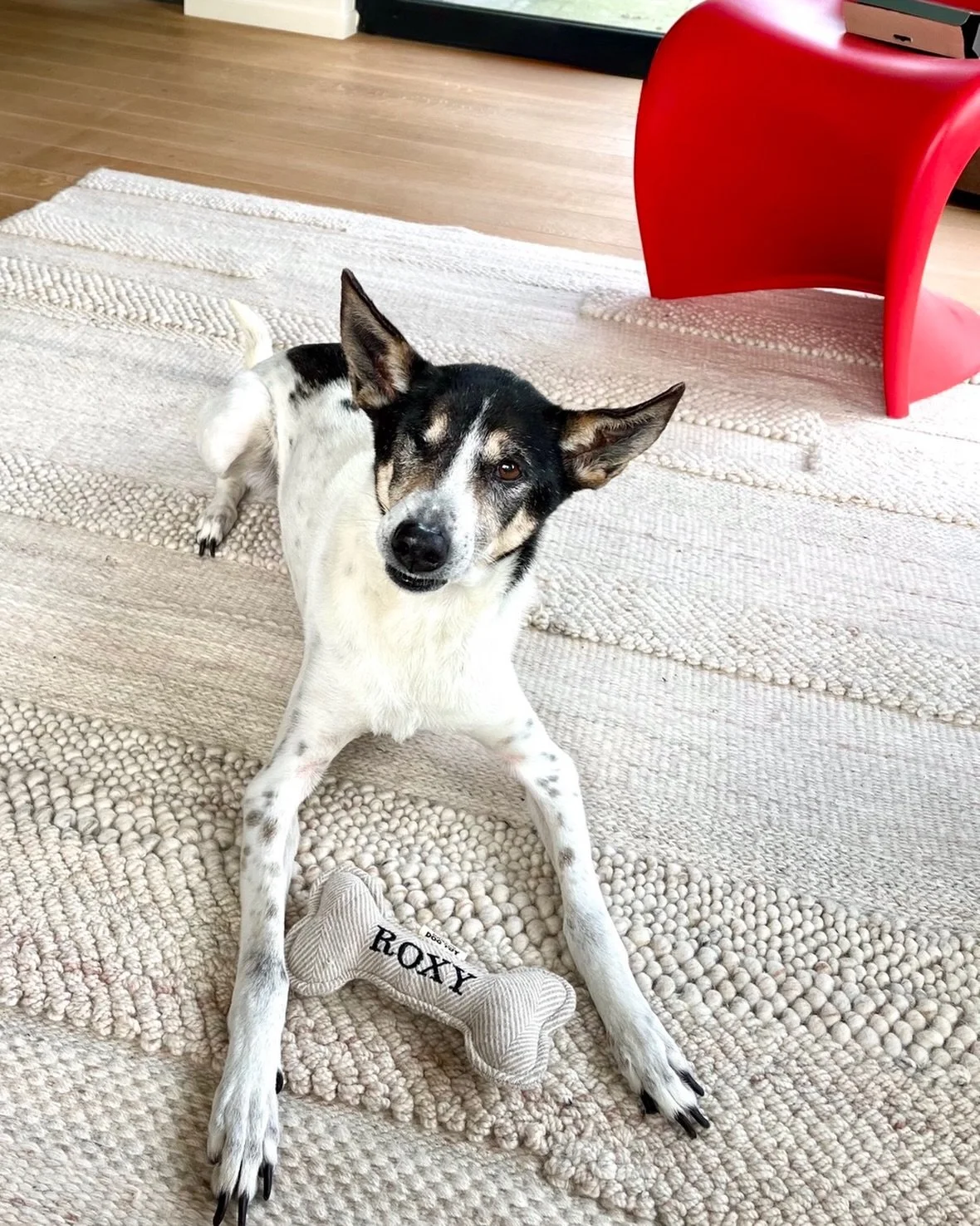 Happy World Animal Day to our loyal trooper &amp; biggest fan! Thank you Roxy for being part of this adventure 💙 #roxythesingaporespecial #worldanimalday