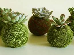 Kokedama workshop 