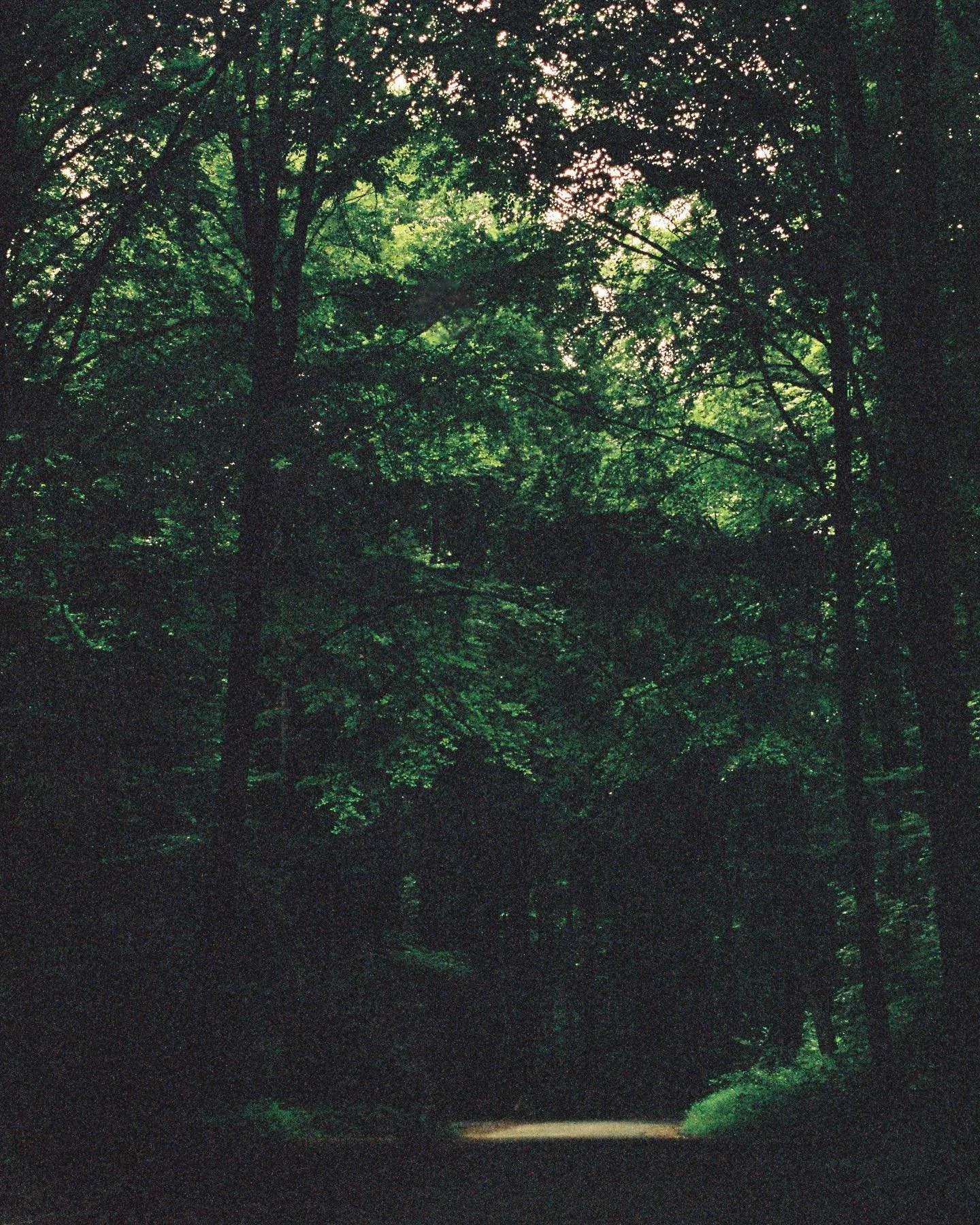 There is an abundance of serenity if you know where to look. I often find forests are a good bet.

#portra400 #kodakprofessional #pentaxspotmatic #supertakumar #staybrokeshootfilm #filmisnotdead
