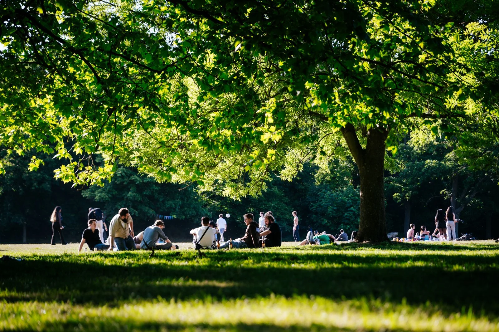 People gathered in a park under a large tree on a sunny day, some sitting and some standing, with green grass and dense trees in the background.