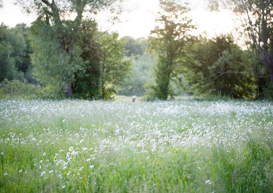 Meadow.png