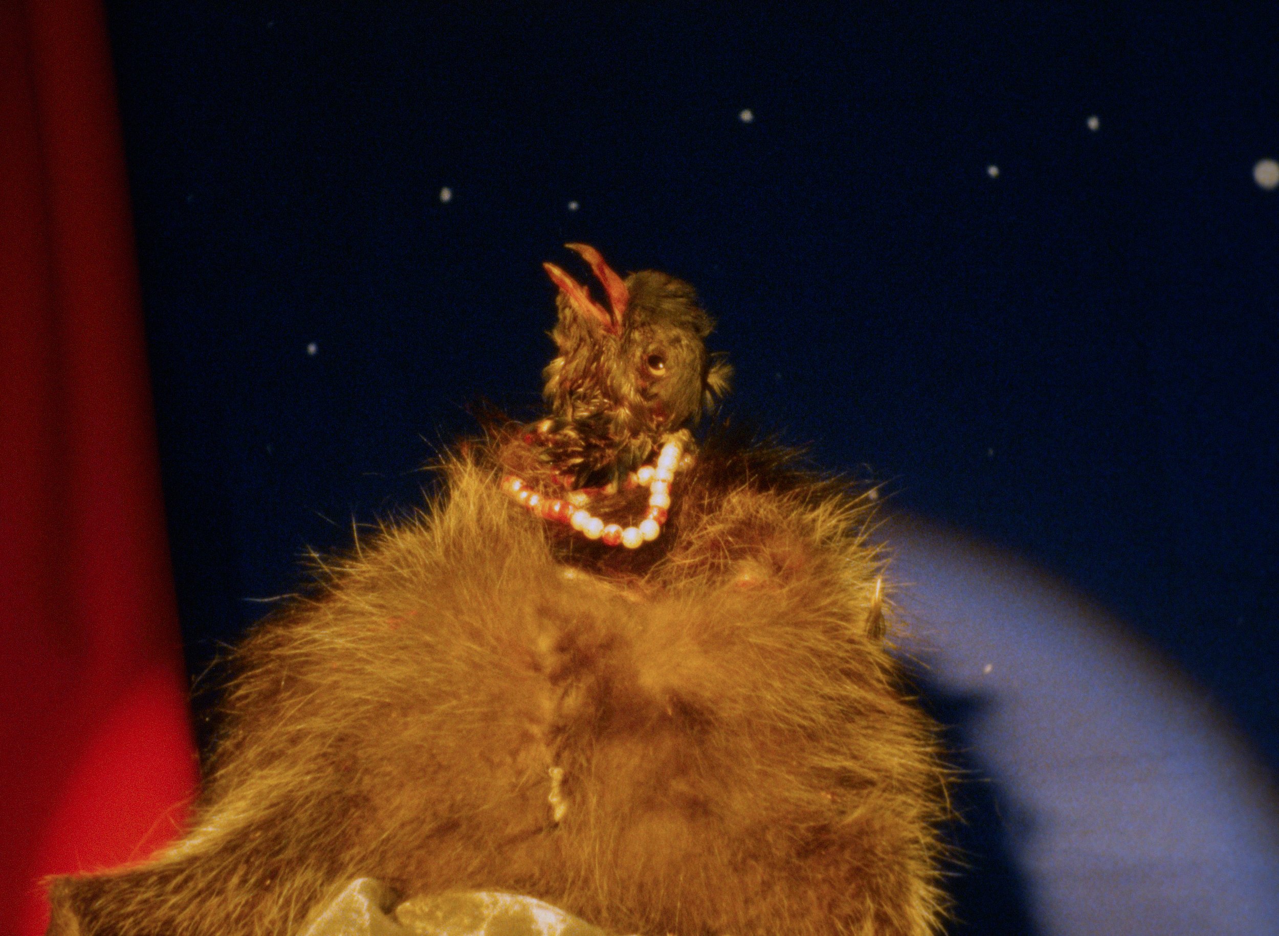 Marianna Simnett, Prayers for Roadkill, 2022, 16mm film transferred to video with sound and sculptures (video still). Courtesy the artist, and Société, Berlin, and Castello di Rivoli Museo d’Arte Contemporanea.(1).jpg