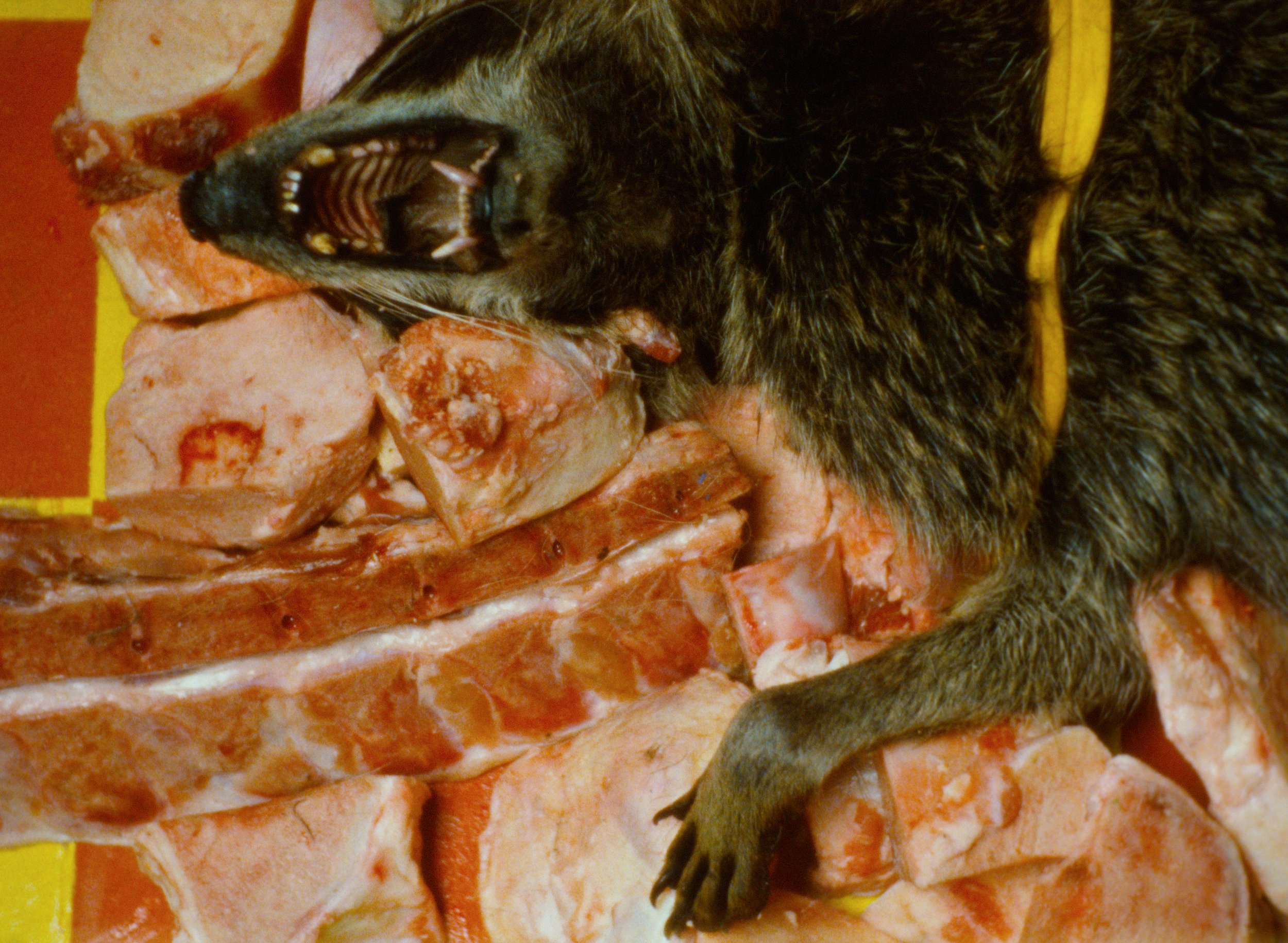 Marianna Simnett, Prayers for Roadkill, 2022, 16mm film transferred to video with sound and sculptures (video still). Courtesy the artist, and Société, Berlin, and Castello di Rivoli Museo d’Arte Contemporanea.(2).jpg