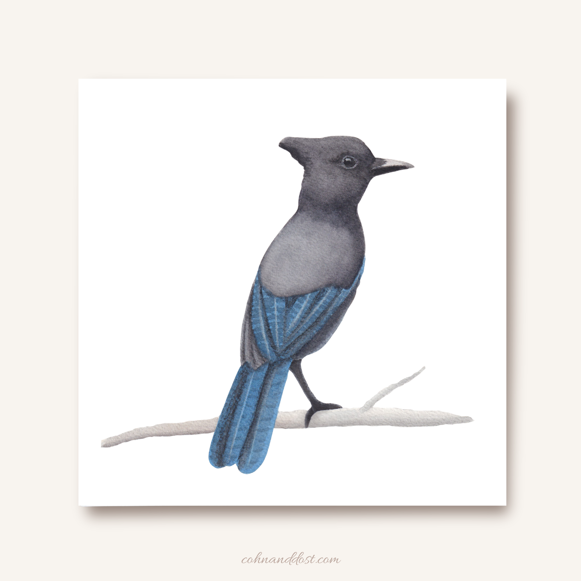 Stellar's Jay Watercolor 8"x8" Art Print
