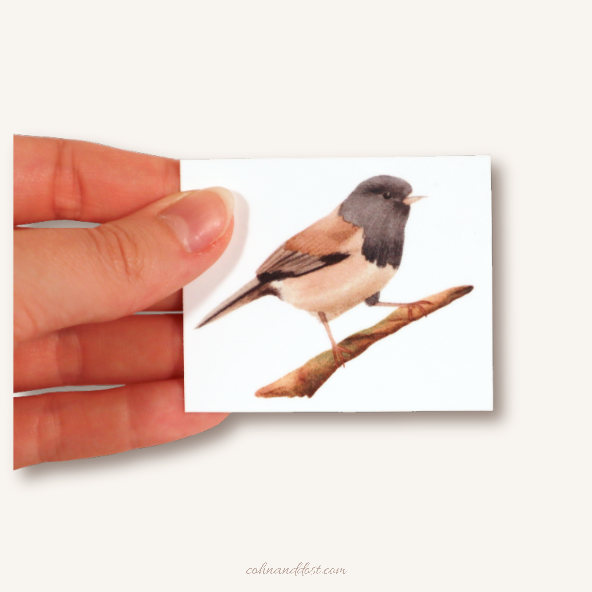 Watercolor Junco 2”x2.5” Vinyl Sticker