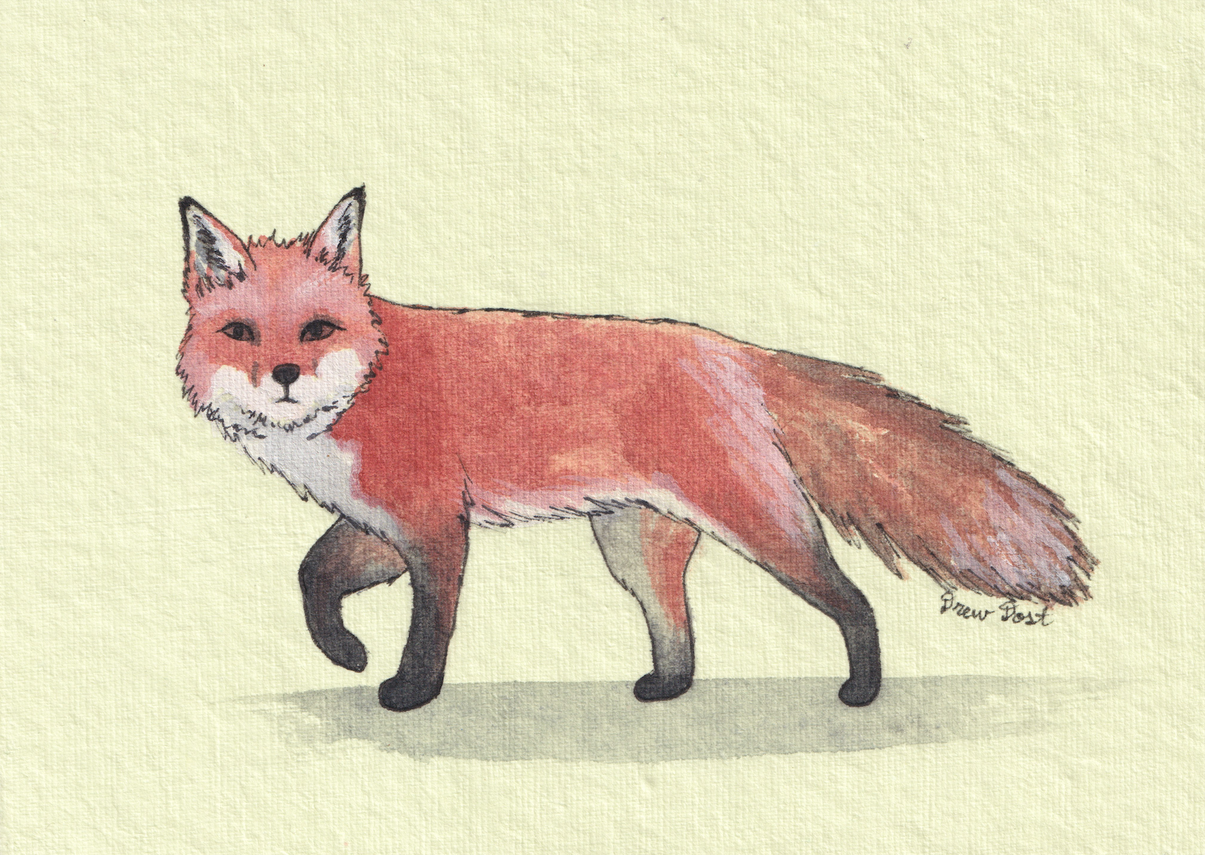 Watching Fox, watercolor and ink on paper, 7"x5", 2026