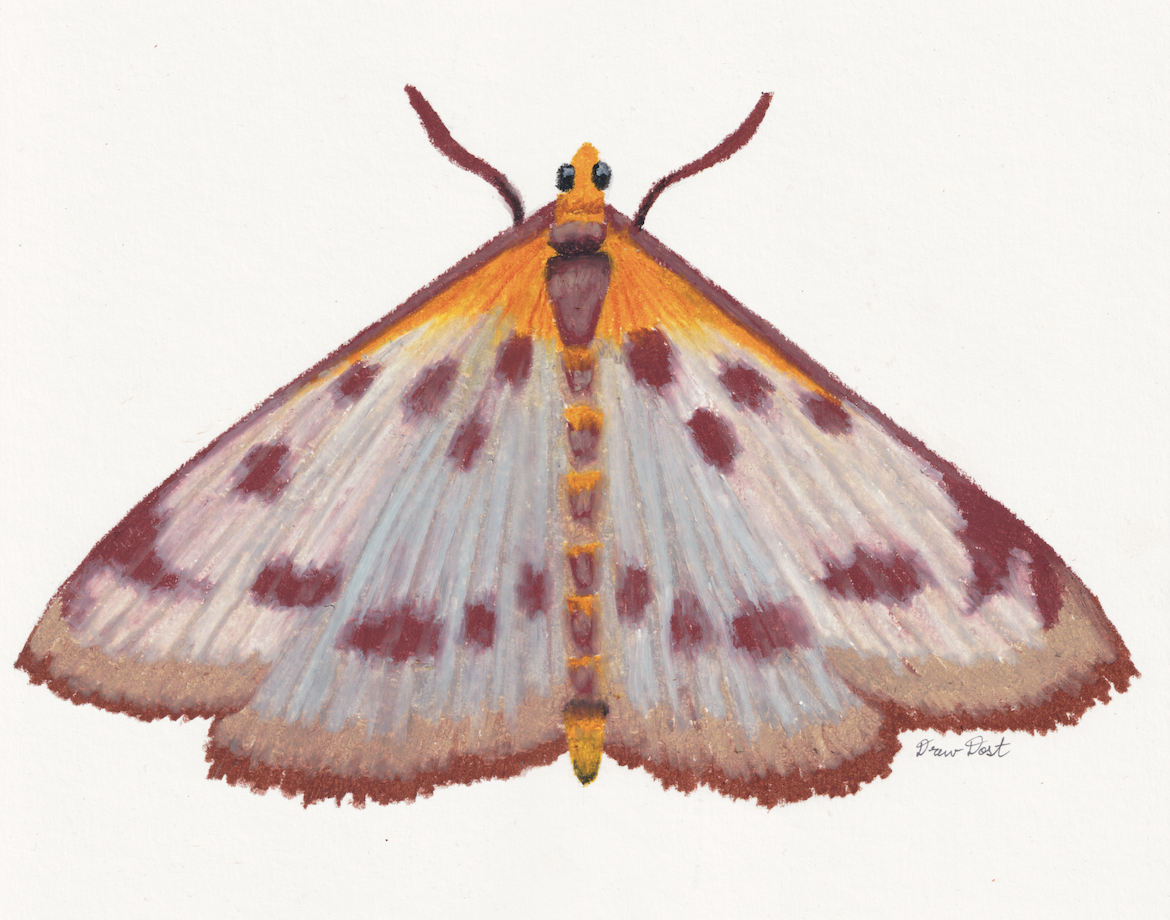 Moth, oil pastel on paper, 12"x9", 2026