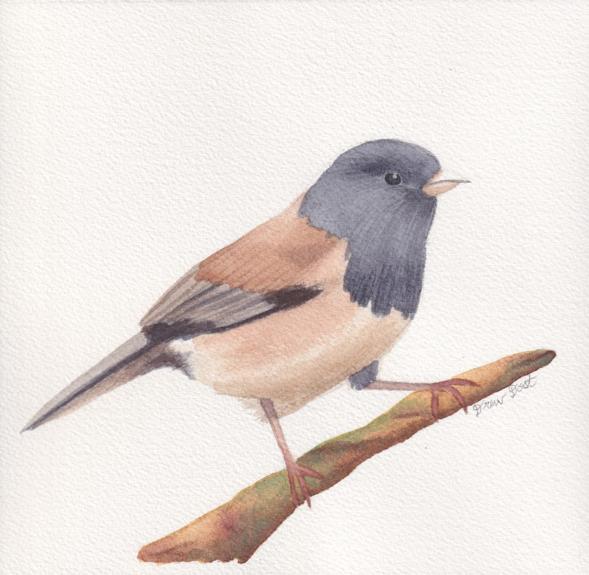 Dark-Eyed Junco, watercolor on paper, 2026