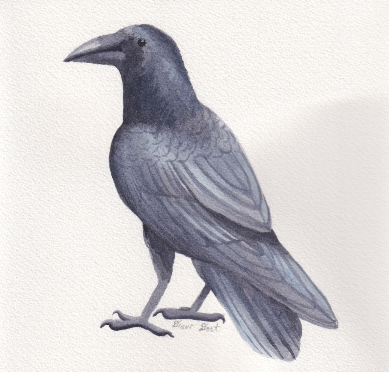 Crow, watercolor on paper, 2026