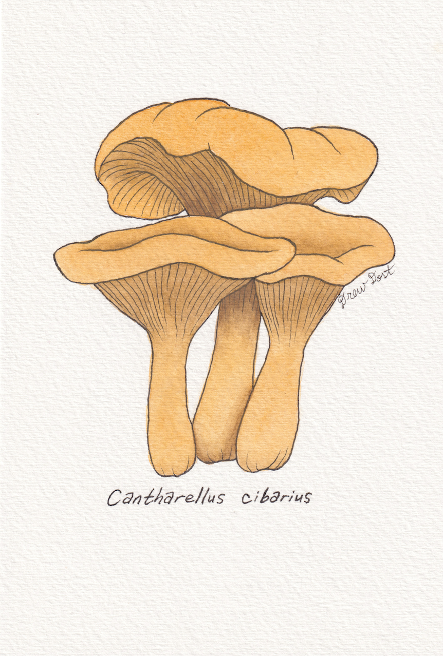 Chanterelles, watercolor and ink on paper, 6"x9", 2026