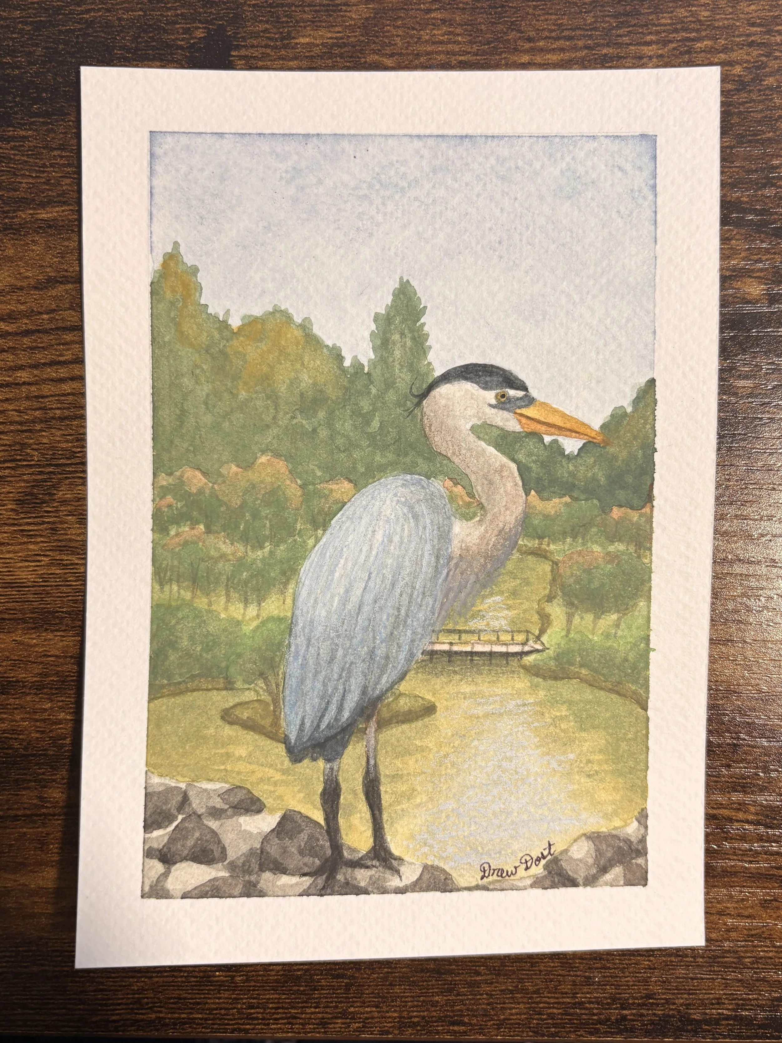 Great Blue Heron, watercolor on paper, 2026 (commissioned)
