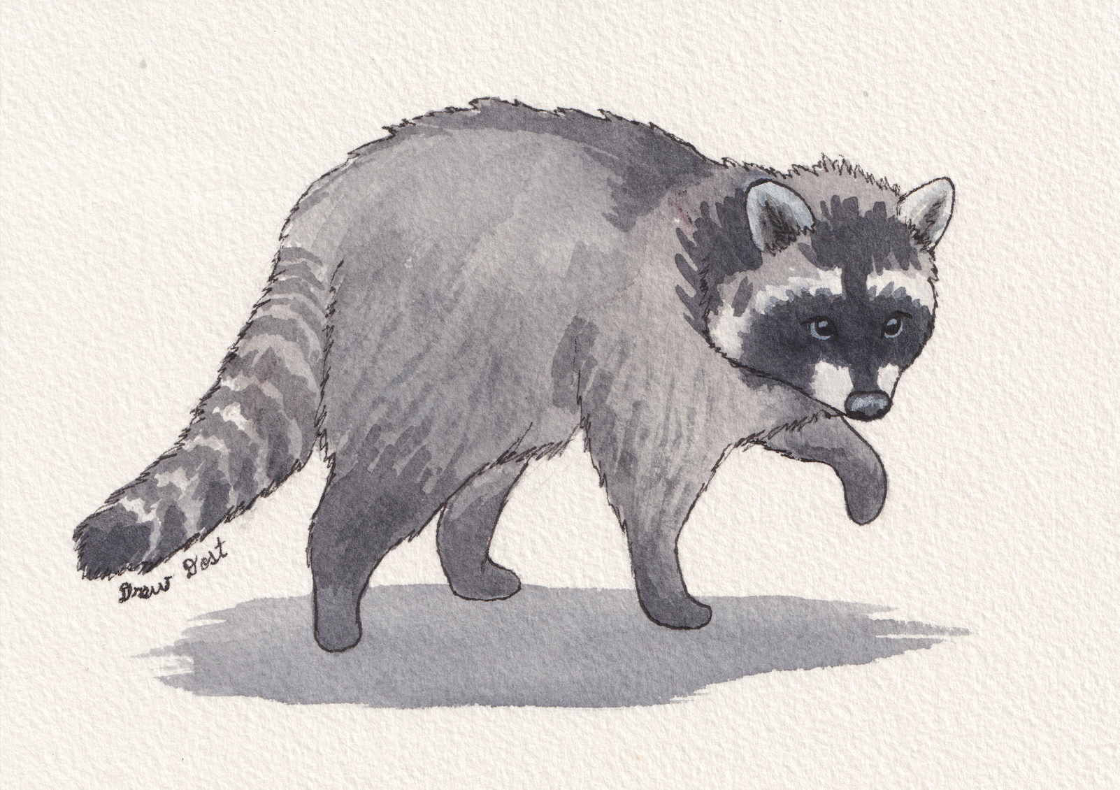 Watching Raccoon, watercolor and ink on paper, 7"x5", 2026