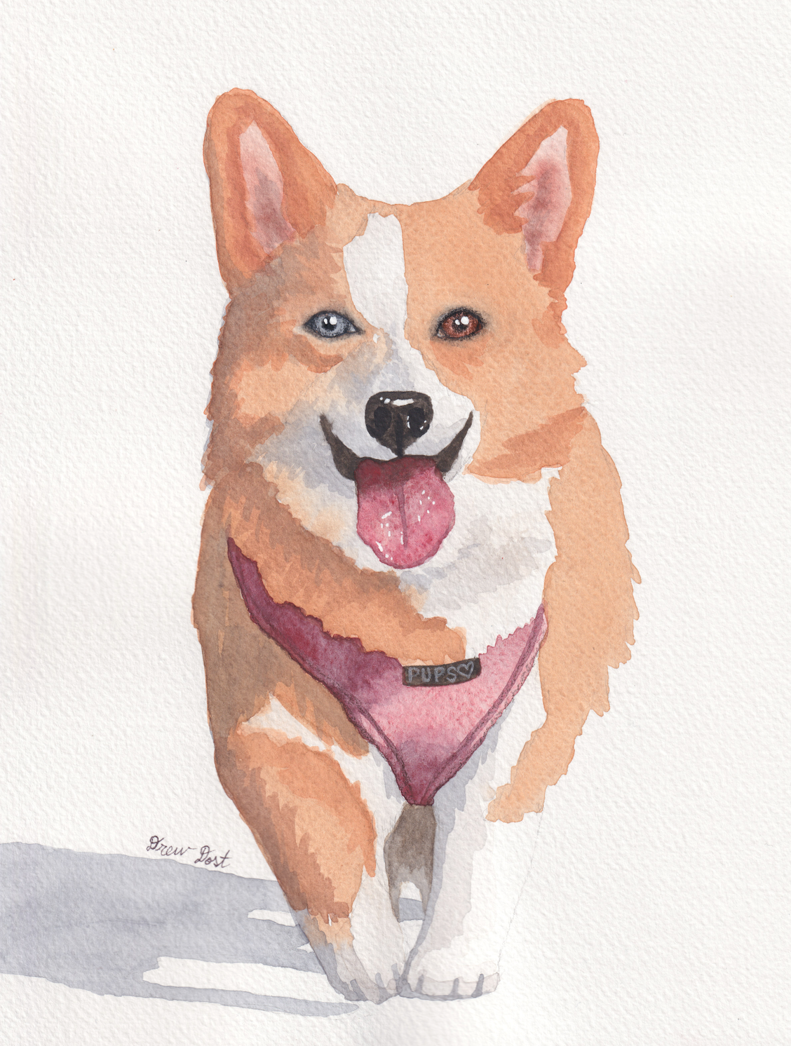 a cute watercolor painting of a corgi dog with its tongue out, walking towards the viewer