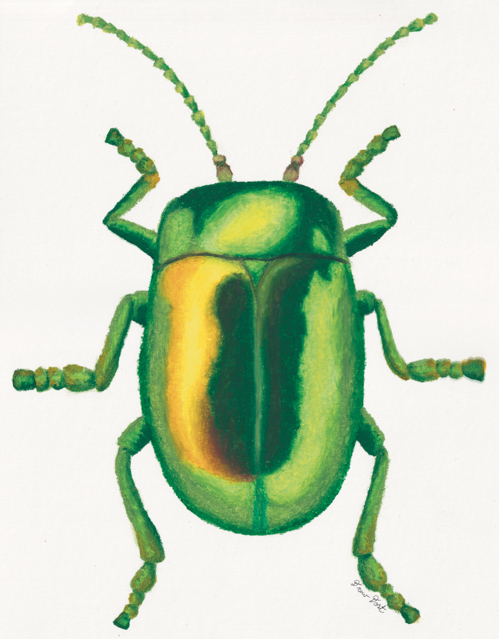 Green Beetle, oil pastel on paper, 12"x9", 2026