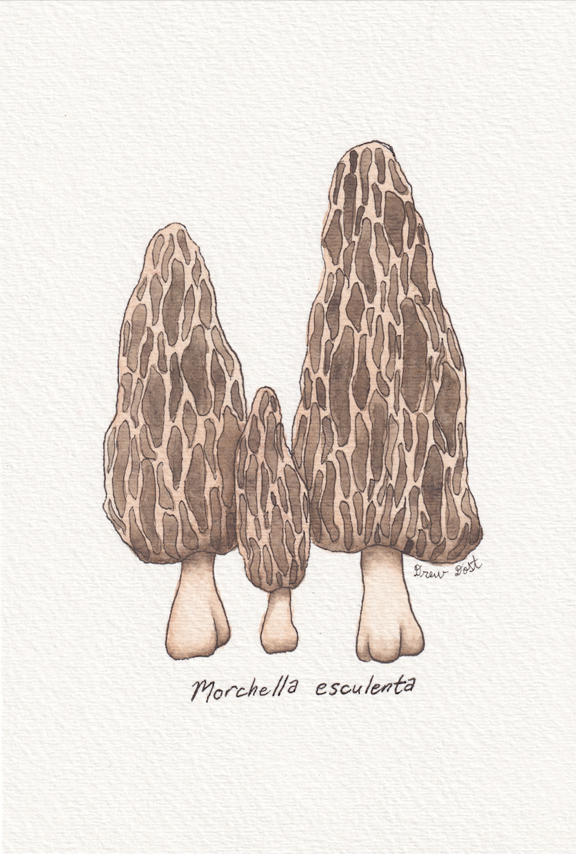 Morels, watercolor and ink on paper, 6"x9", 2026