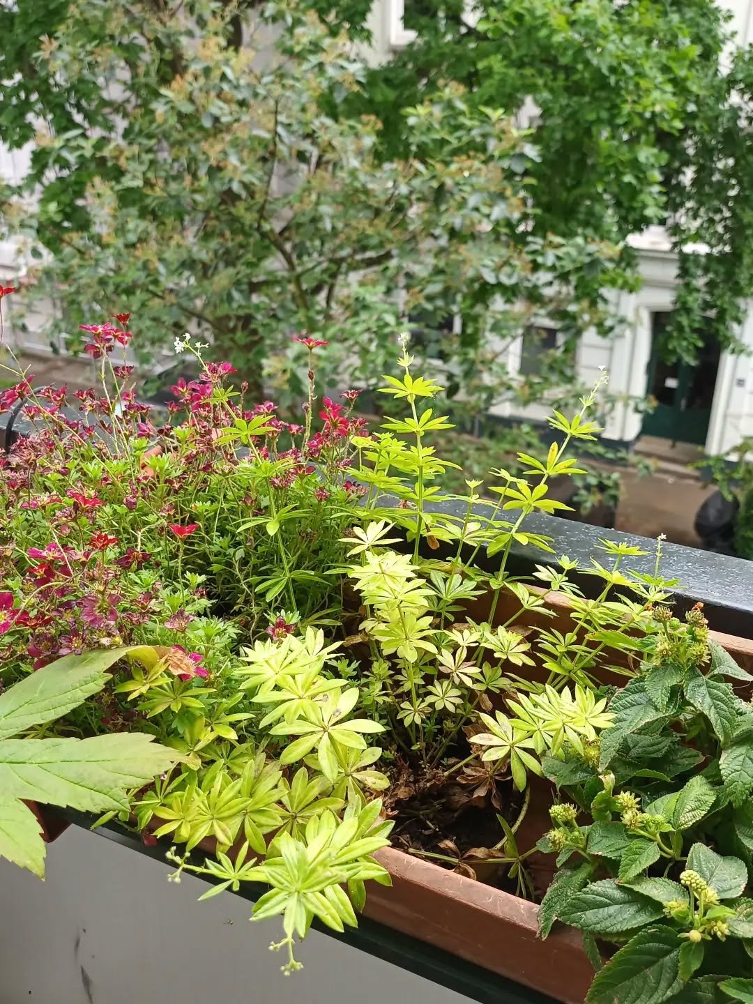 Juni oder Juli? Im Schreibtunnel habe ich das nicht richtig mitbekommen. Aber zwischendurch bin ich auch mal aus dem Manuskript aufgetaucht: 

1) Sommer vorm Balkon, Blumengie&szlig;en als Prokrastination entdeckt. Sie danken es.

2) Diese obskuren T