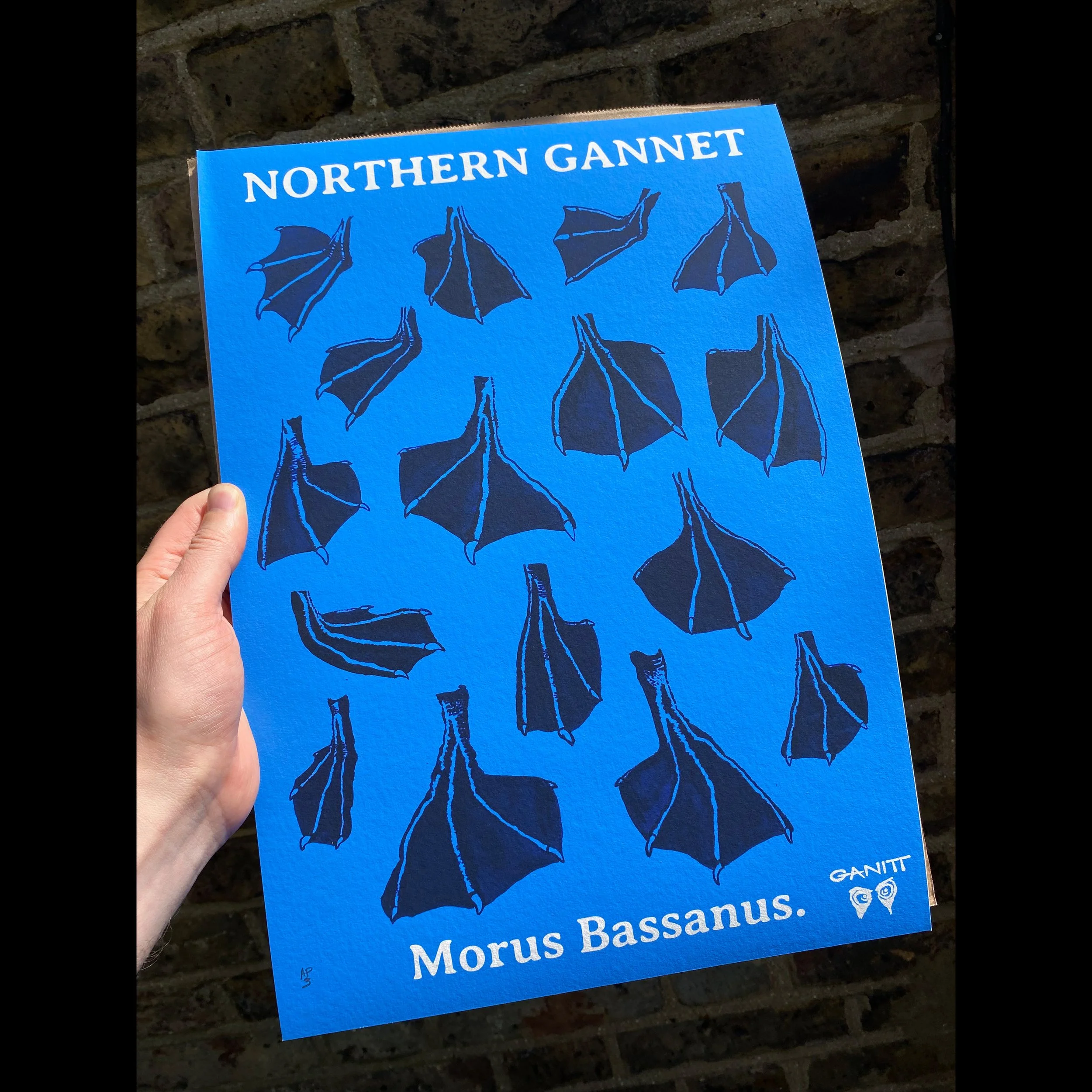 ganitt_northern_gannet_prints_webshop_blue.jpg