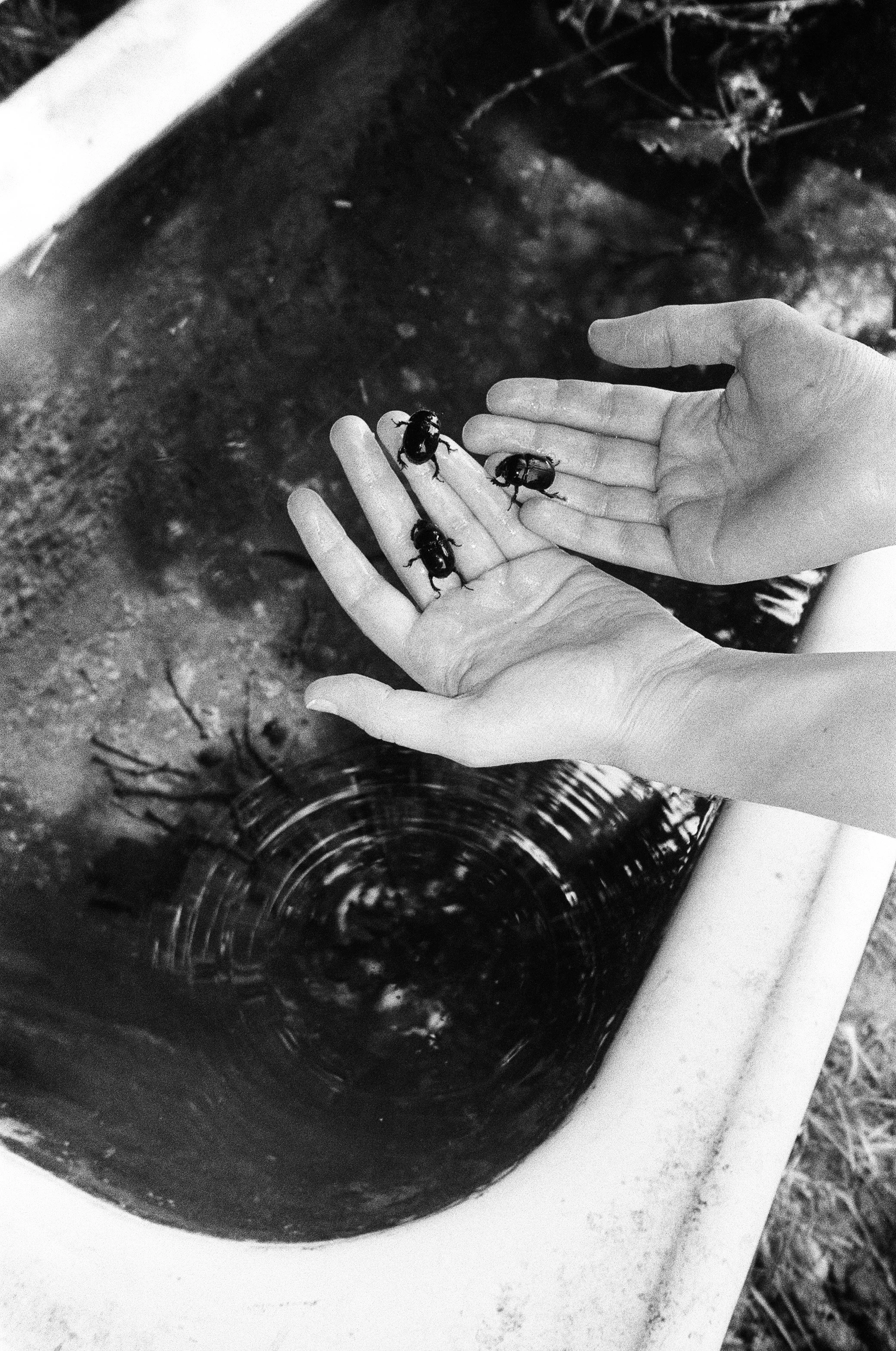 Drei Käfer werden über eine Wann voll Wasser gehalten. Dieses Bild ist analog und auf Schwarz Weiß Film entstanden.