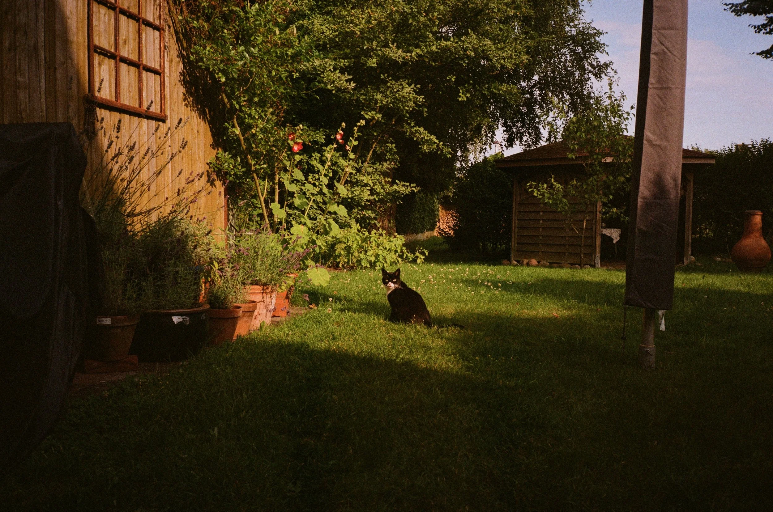 Eine Katze sitzt in diesem analogen Bild in der Mitte des von der goldenen Stunde beleuchteten Gartens.
