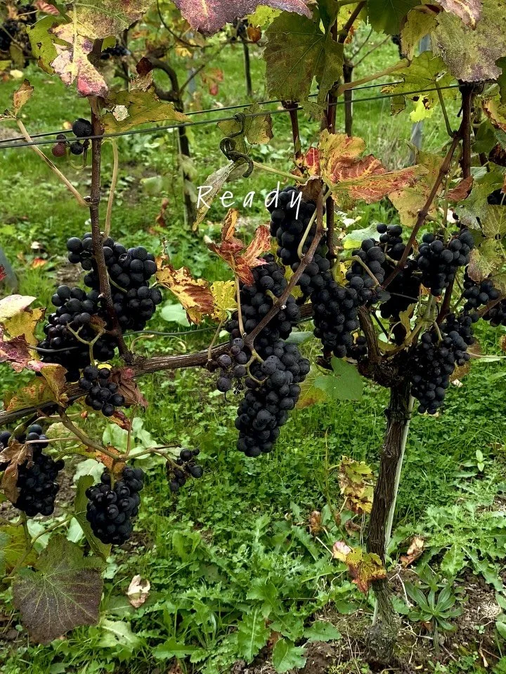 &mdash;&gt; that&rsquo;s some good crop.