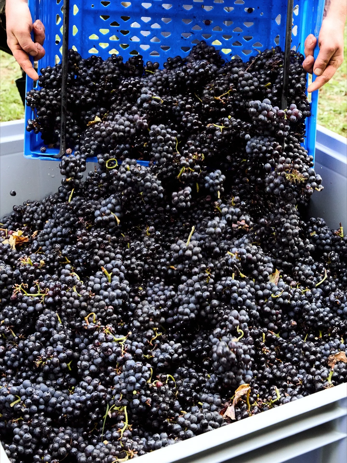 Moments from this year&rsquo;s harvest.