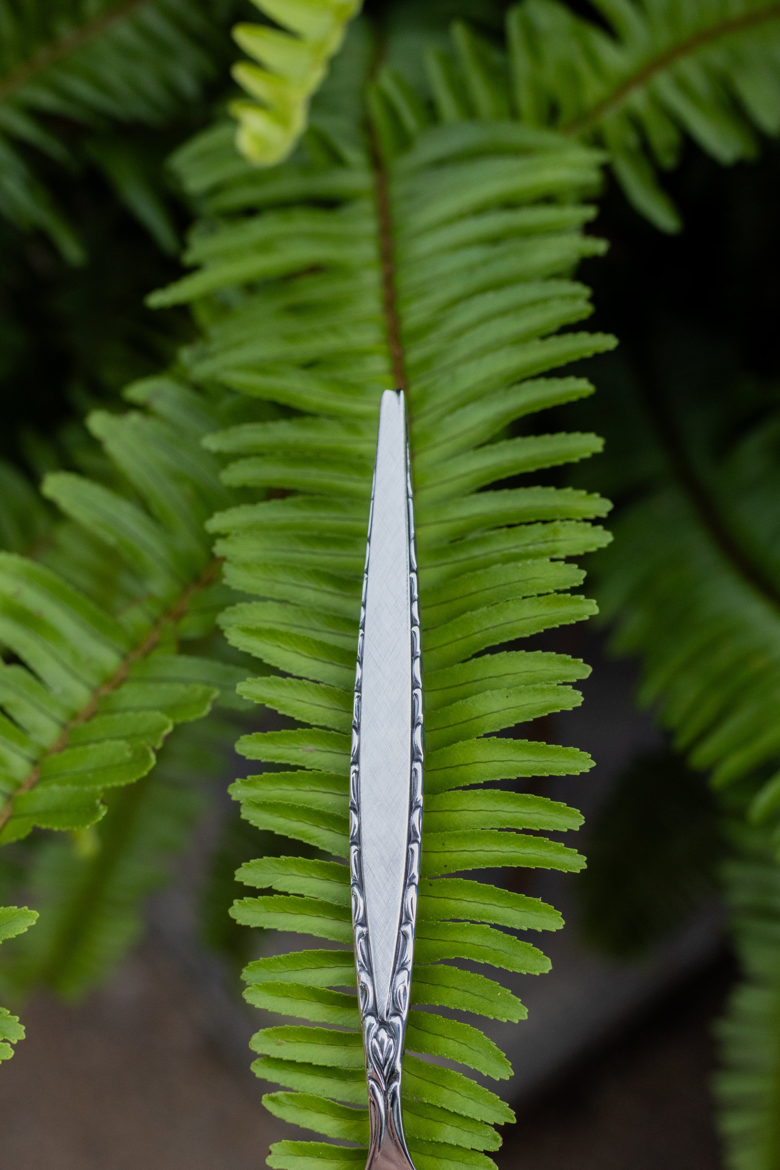 "WHERE THE RED FERN GROWS"