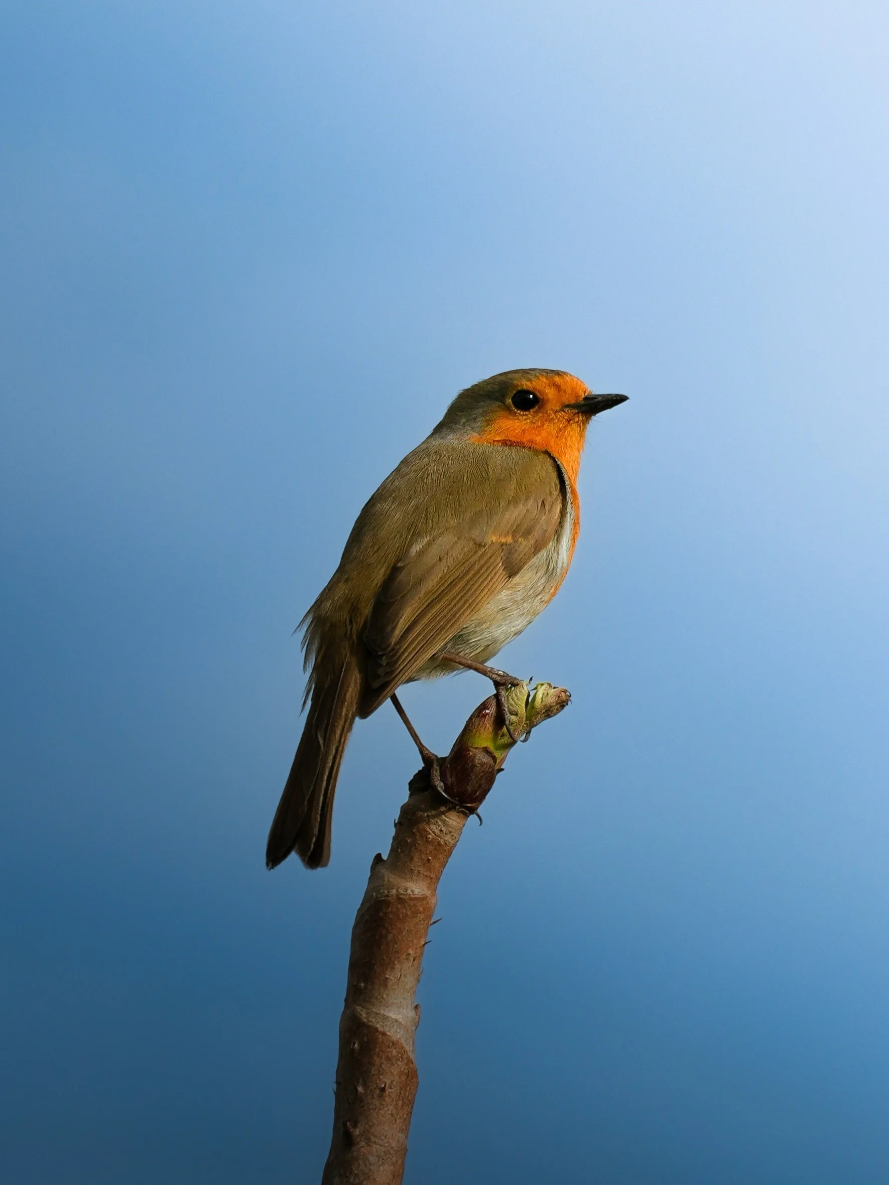Caught our favourite garden guest posing perfectly for the camera. 🌿✨

#robin #gardennature #studiolife #gardenvisitor #naturelovers