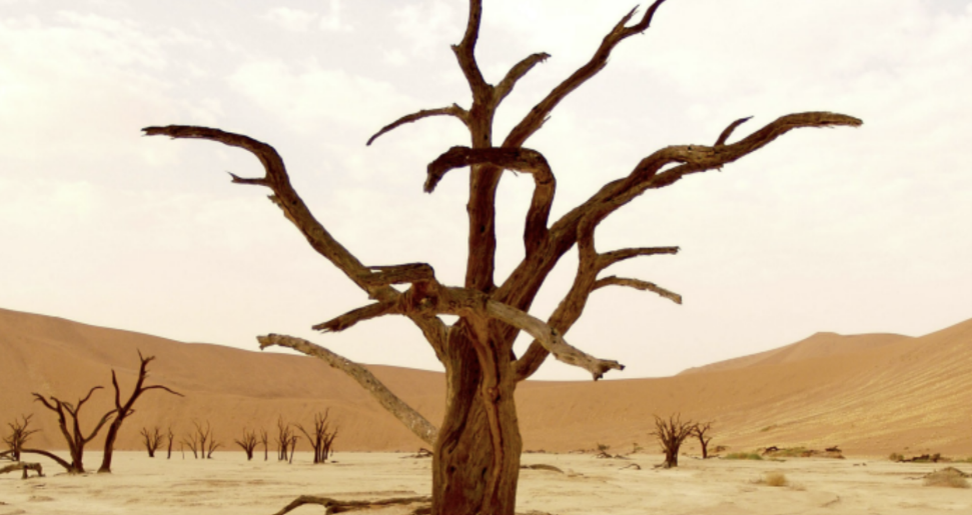 Busting Coaching and Climate Change Myths