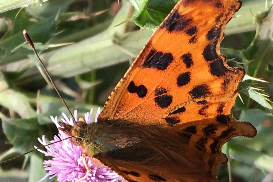True transformation is metamorphosis in harmony