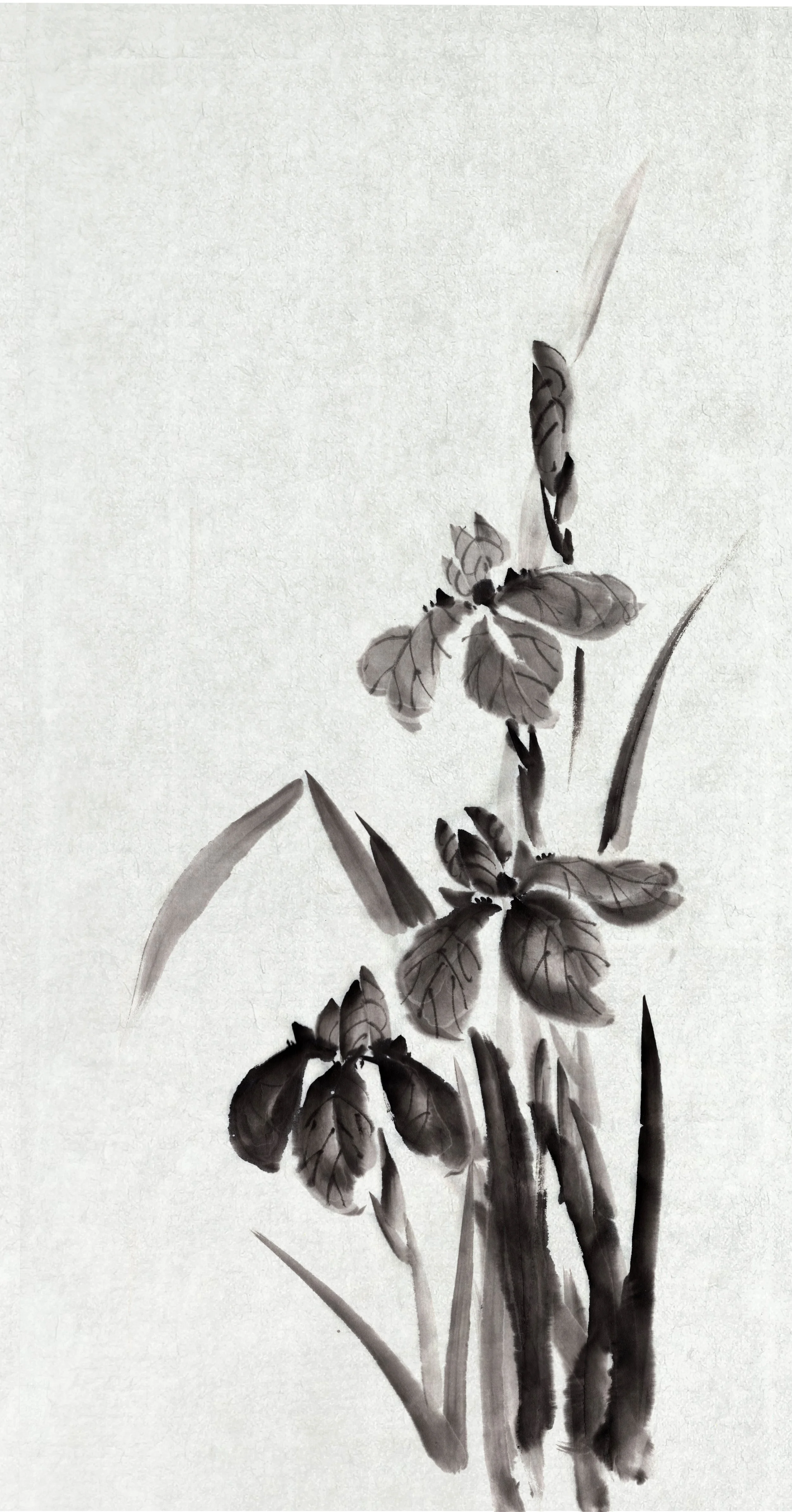 Iris-B&W_WEB.jpg