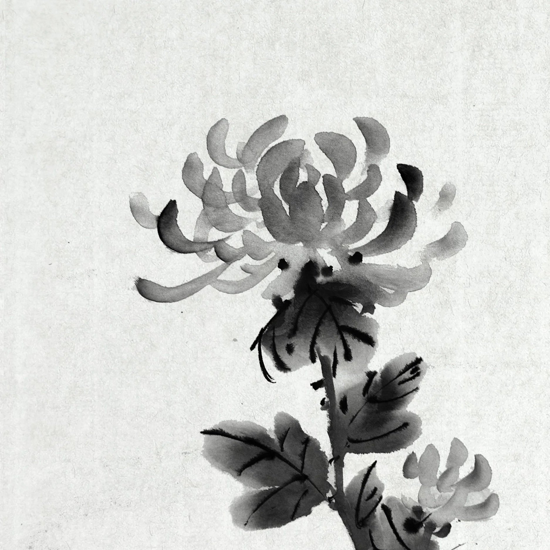 Chrysantheme-B%26W.jpg