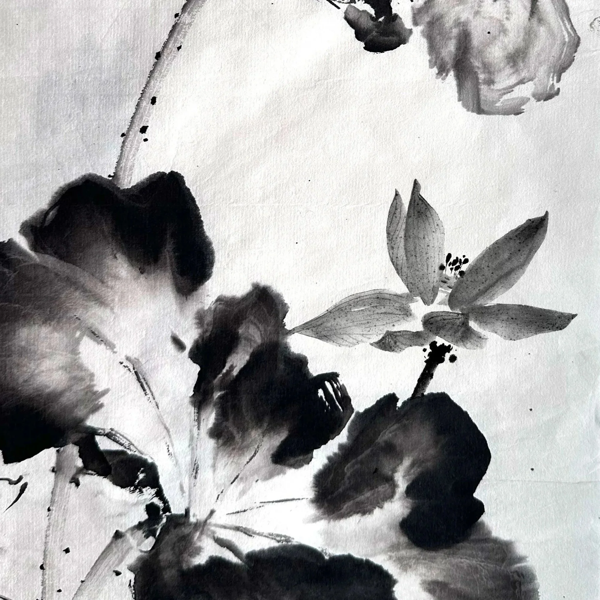 Lotus-BW-01.jpg