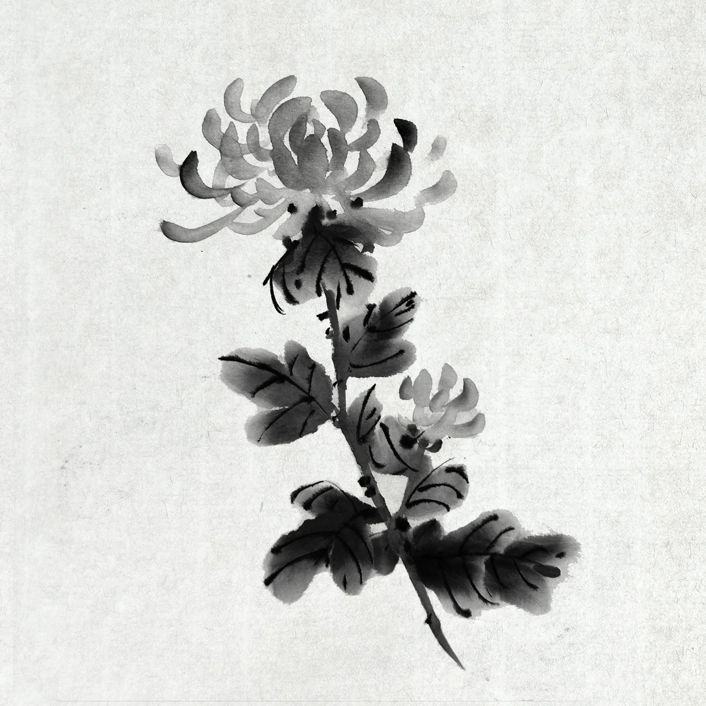 Chrysantheme-B%26W_2.jpg