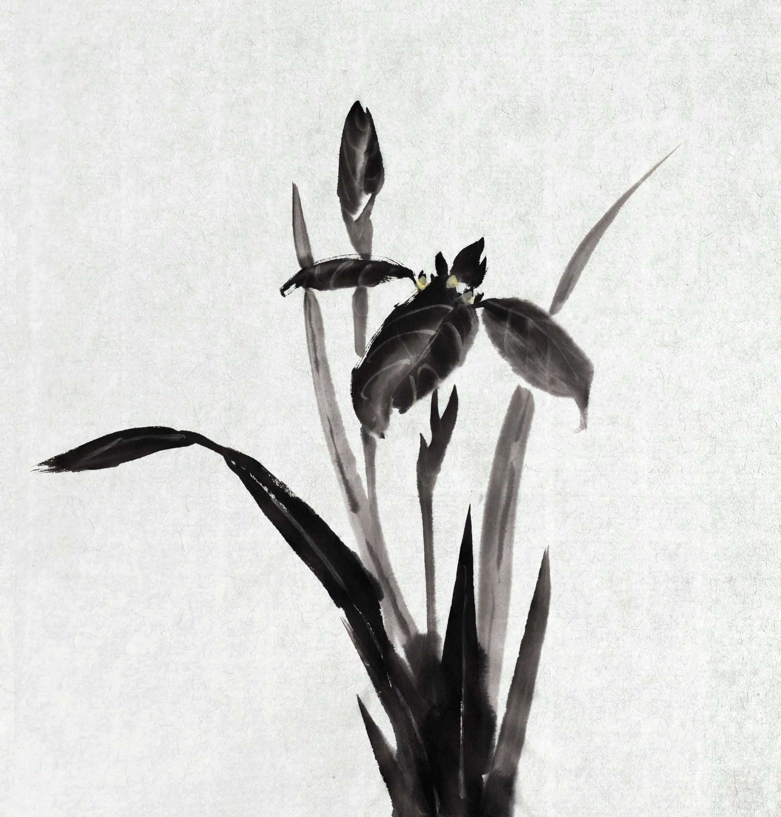 Iris-B&W-2_WEB.jpg