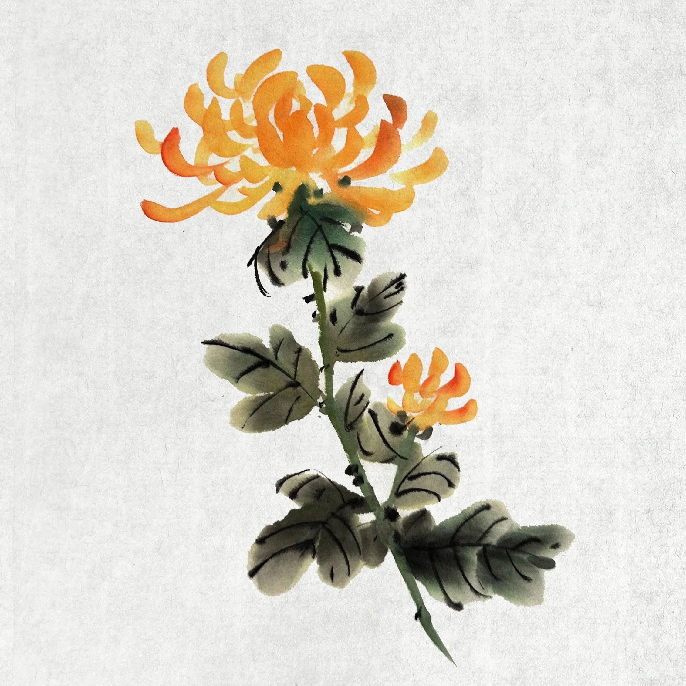 Chrysantheme+couleur.jpg