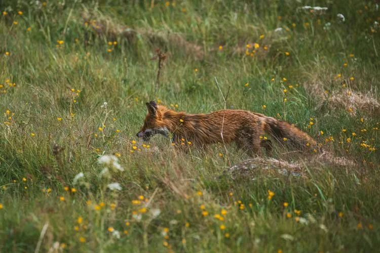 een vos lopend in grasveld zuid zweden