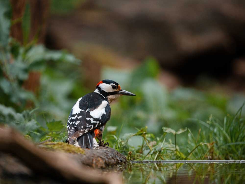 grote bonte specht drenthe