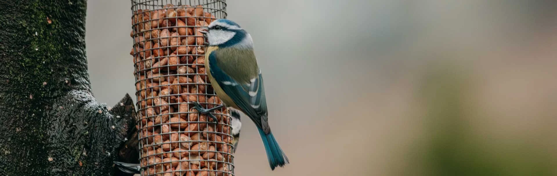 De pimpelmees: Zo herken je deze vogel en andere leuke weetjes