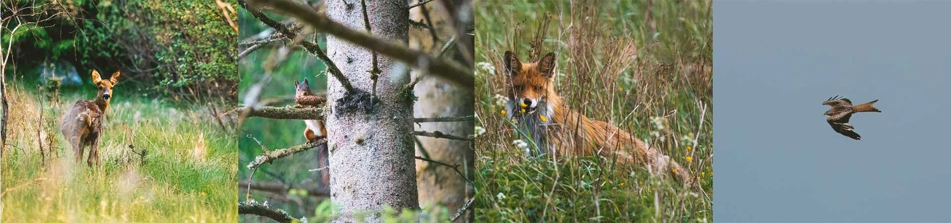 Wildlife in Zweden: Mijn favoriete ervaringen van 2025