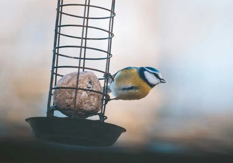 pimpelmeesje op vetbol