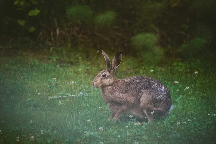 haas in het gras in zweden