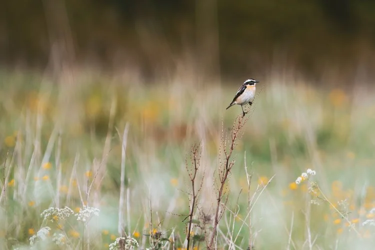 paapje in zuid zweden