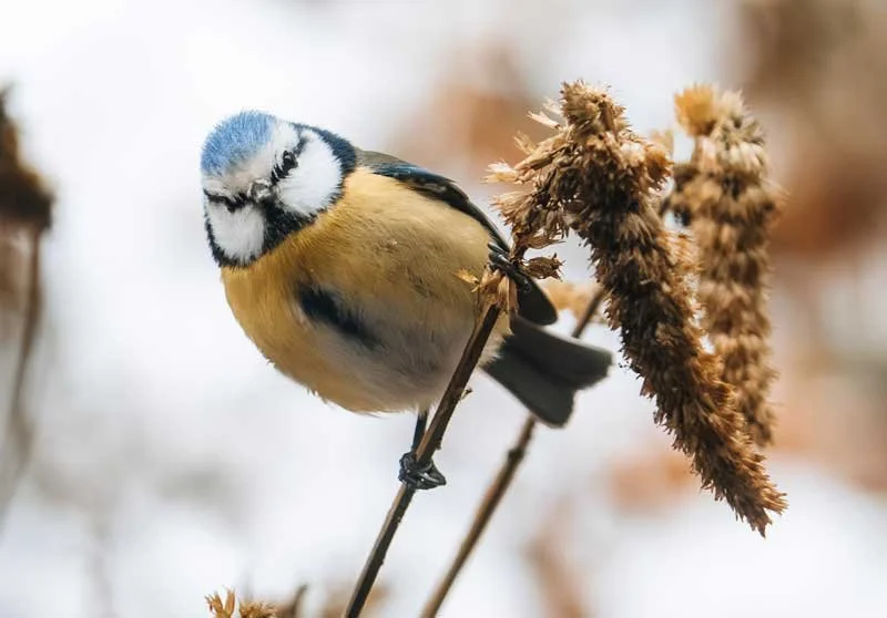 pimpelmeesje kijkend in de camera