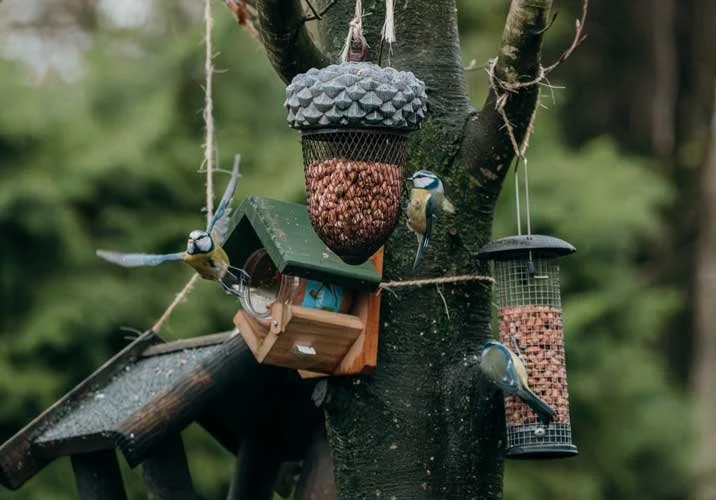 feiten over de pimpelmees