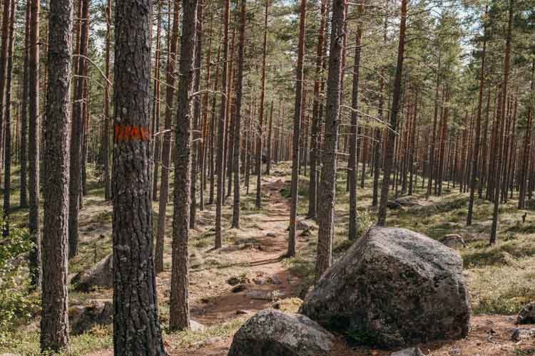 brattfallet strovslingan hike 2 km