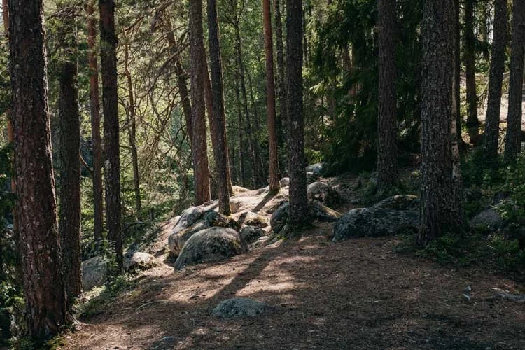 het bos rondom brattfallet waterval