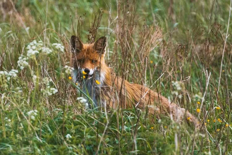 een vos met rat in de bek