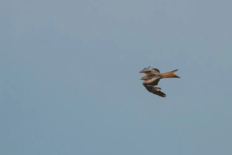 rode wouw in de lucht